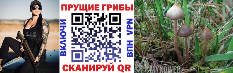 Псилоцибиновые грибы Magic Shrooms  MEGA ТОР  Бийск 